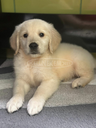 Gyönyörű Golden Retriever kisfiúk eladók! - 2/4