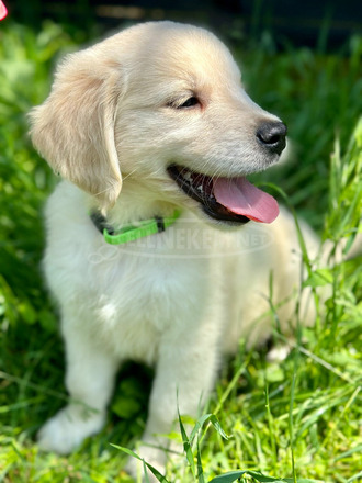 Gyönyörű Golden Retriever kisfiúk eladók! - 3/4