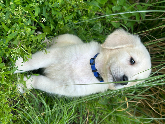 Gyönyörű Golden Retriever kisfiúk - 4/4