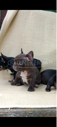 Francia bulldog kiskutyák - 2/6