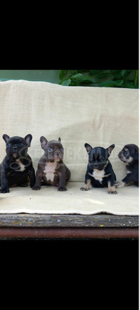 Francia bulldog kiskutyák - 3/6