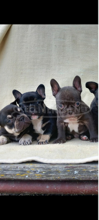 Francia bulldog kiskutyák - 4/6