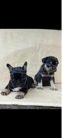 Francia bulldog kiskutyák - 6/6