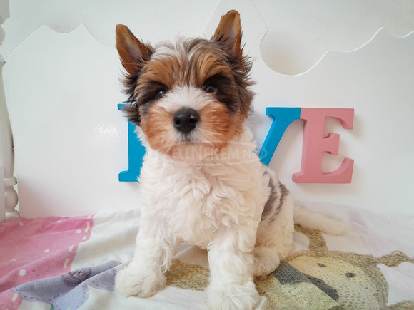 Gyönyörű szép Biewer Yorkshire terrier kisfiú yorki - 1/6