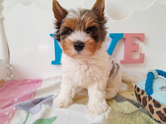 Gyönyörű szép Biewer Yorkshire terrier kisfiú yorki - 2/6