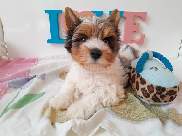 Gyönyörű szép Biewer Yorkshire terrier kisfiú yorki - 3/6