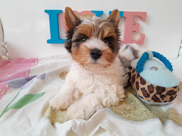 Gyönyörű szép Biewer Yorkshire terrier kisfiú yorki