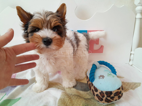 Gyönyörű szép Biewer Yorkshire terrier kisfiú yorki - 4/6