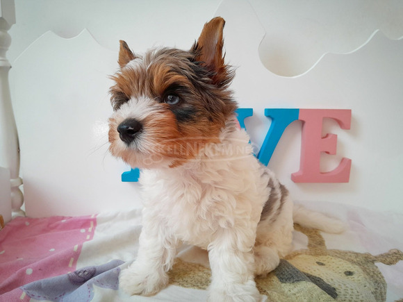 Gyönyörű szép Biewer Yorkshire terrier kisfiú yorki - 5/6