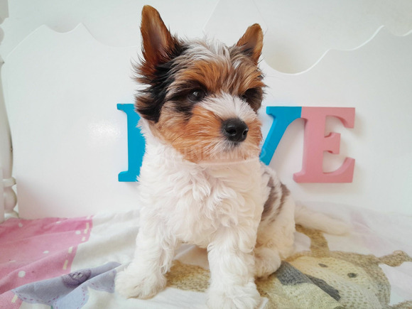 Gyönyörű szép Biewer Yorkshire terrier kisfiú yorki - 6/6