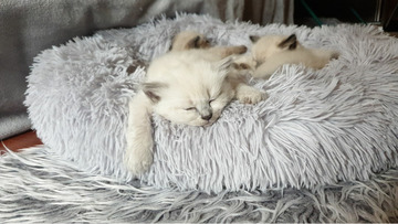 Ragdoll rongybaba cica