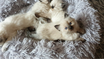 Ragdoll rongybaba cica