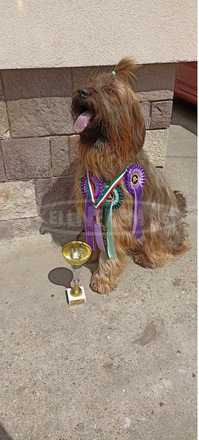 Briard Berger de Brie Francia pásztor - 1/6