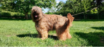 Briard Berger de Brie Francia pásztor