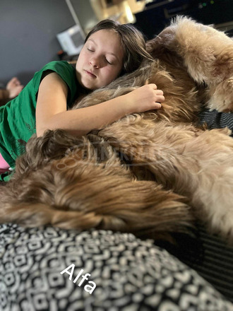 Briard Berger de Brie Francia pásztor - 4/6