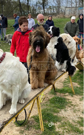 Briard Berger de Brie Francia pásztor - 5/6
