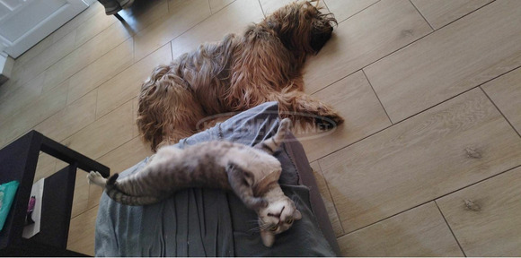 Briard Berger de Brie Francia pásztor - 6/6