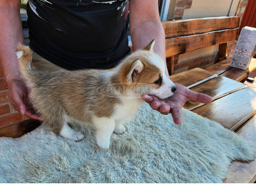 Corgi kiskutyák