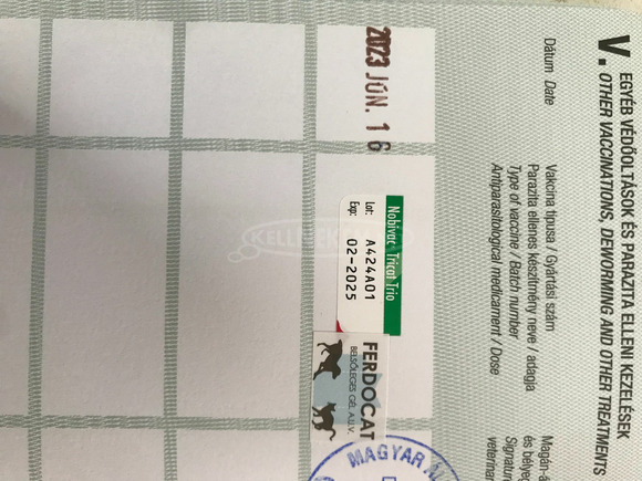 Brit rövidszőrű cicák - 7/9
