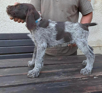 Törzskönyvezett német drótszőrű vizsla kiskutyák