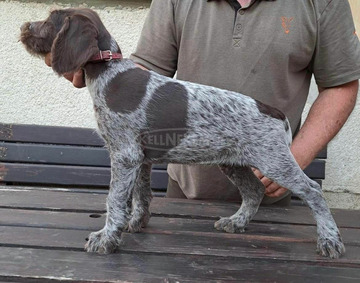 Törzskönyvezett német drótszőrű vizsla kiskutyák