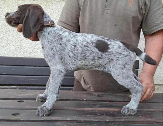 Törzskönyvezett német drótszőrű vizsla kiskutyák - 4/4