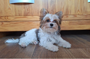 Gyönyörű szép  Yorkshire terrier kisfiúk yorki