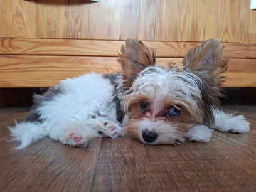 Gyönyörű szép  Yorkshire terrier kisfiúk yorki
