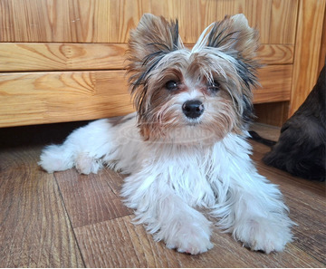 Gyönyörű szép  Yorkshire terrier kisfiúk yorki