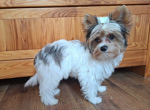 Gyönyörű szép  Yorkshire terrier kisfiúk yorki - 4/6