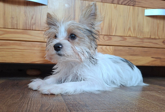 Gyönyörű szép  Yorkshire terrier kisfiúk yorki - 5/6