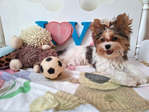 Gyönyörű szép  Yorkshire terrier kisfiúk yorki Gyönyörű szép  Yorkshire terrier kisfiúk yorki