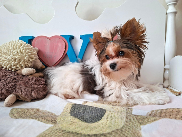 Gyönyörű szép  Yorkshire terrier kisfiúk yorki Gyönyörű szép  Yorkshire terrier kisfiúk yorki