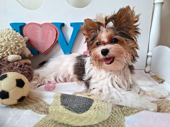 Gyönyörű szép  Yorkshire terrier kisfiúk yorki Gyönyörű szép  Yorkshire terrier kisfiúk yorki