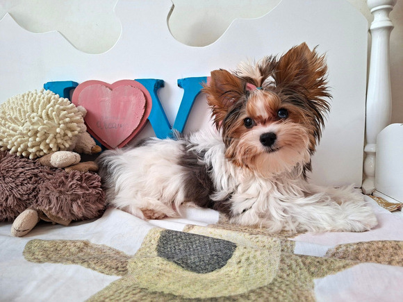 Gyönyörű szép  Yorkshire terrier kisfiúk yorki Gyönyörű szép  Yorkshire terrier kisfiúk yorki