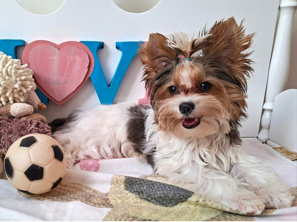 Gyönyörű szép  Yorkshire terrier kisfiúk yorki Gyönyörű szép  Yorkshire terrier kisfiúk yorki