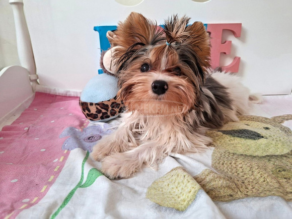 Gyönyörű szép  Yorkshire terrier kisfiúk yorki Gyönyörű szép  Yorkshire terrier kisfiúk yorki