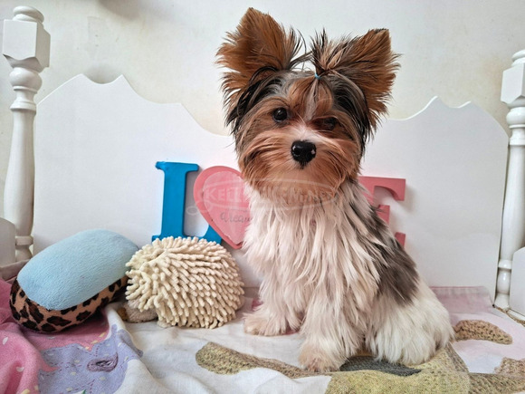 Gyönyörű szép  Yorkshire terrier kisfiúk yorki Gyönyörű szép  Yorkshire terrier kisfiúk yorki