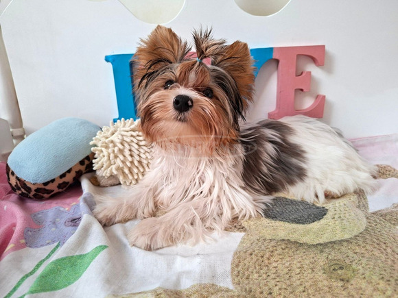 Gyönyörű szép  Yorkshire terrier kisfiúk yorki Gyönyörű szép  Yorkshire terrier kisfiúk yorki