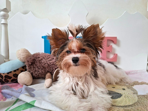 Gyönyörű szép  Yorkshire terrier kisfiúk yorki Gyönyörű szép  Yorkshire terrier kisfiúk yorki