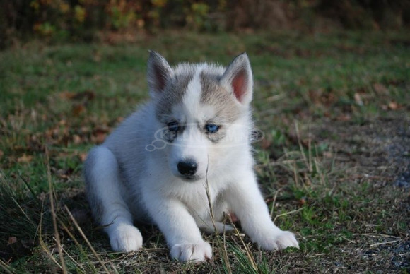 Kiváló szibériai husky kiskutyák 1 szuka és 2 kan adható - 1/1