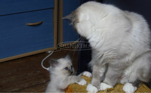 Szent burmai kiscicák LOOF FOR PETS - 1/1