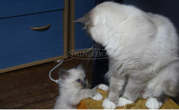 Szent burmai kiscicák LOOF FOR PETS Szent burmai kiscicák LOOF FOR PETS