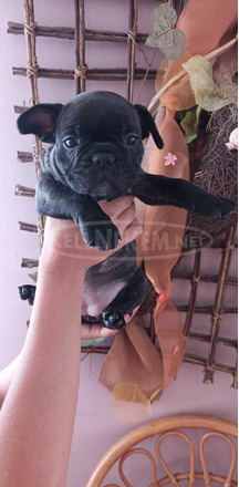 Francia bulldog kölykök eladók - 3/3