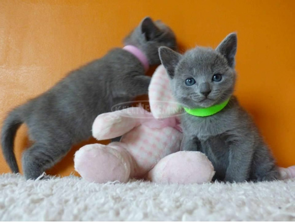 Nagyon szép chartreux cicák - 1/1
