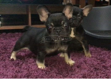 Kiváló francia bulldog kölykök