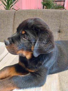 Rottweiler kutyusok eladók.