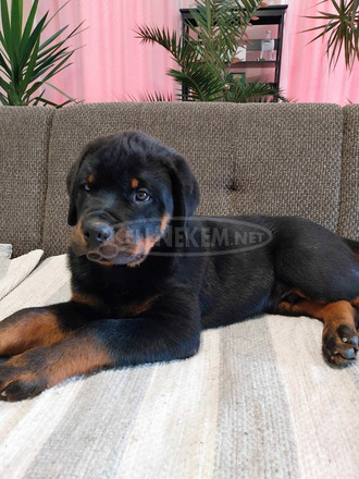 Rottweiler kutyusok eladók. - 5/5