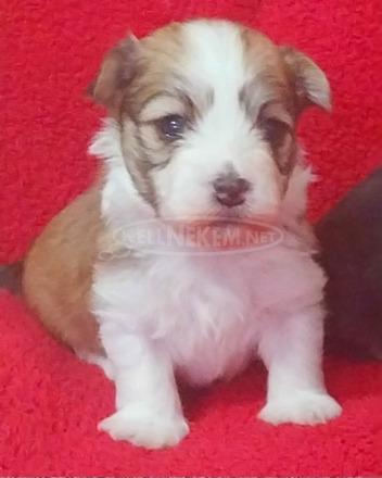 Bichon Havanese kiskutyák - 4/9