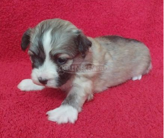 Bichon Havanese kiskutyák - 5/9